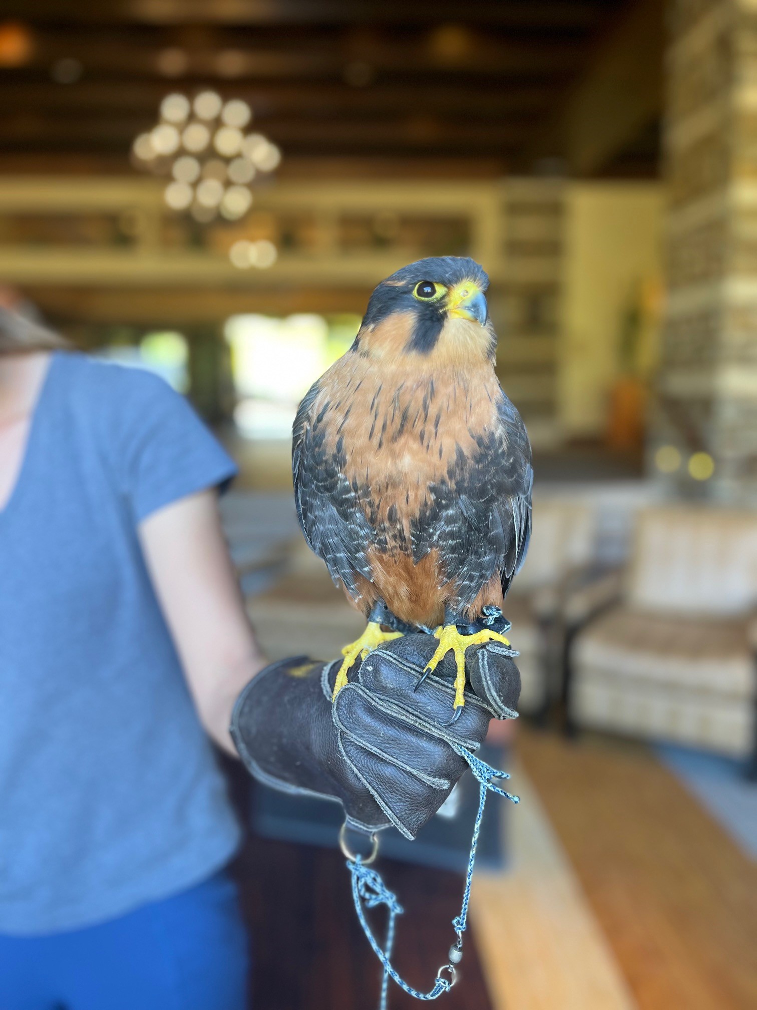 Rendezvous with Raptors